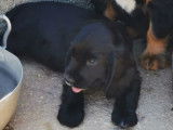 Des chiots Cockers Anglais à vendre (LOF)