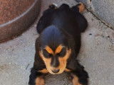 Des chiots Cockers Anglais à vendre (LOF)