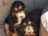Des chiots Cockers Anglais à vendre (LOF)
