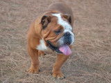 Un chien Bulldog Anglais LOF de 4 ans disponible à la vente