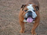 Un chien Bulldog Anglais LOF de 4 ans disponible à la vente