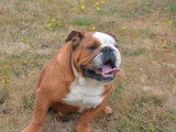 Un chien Bulldog Anglais LOF de 4 ans disponible à la vente