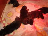 À réserver 5 chiots Bergers Allemands LOF