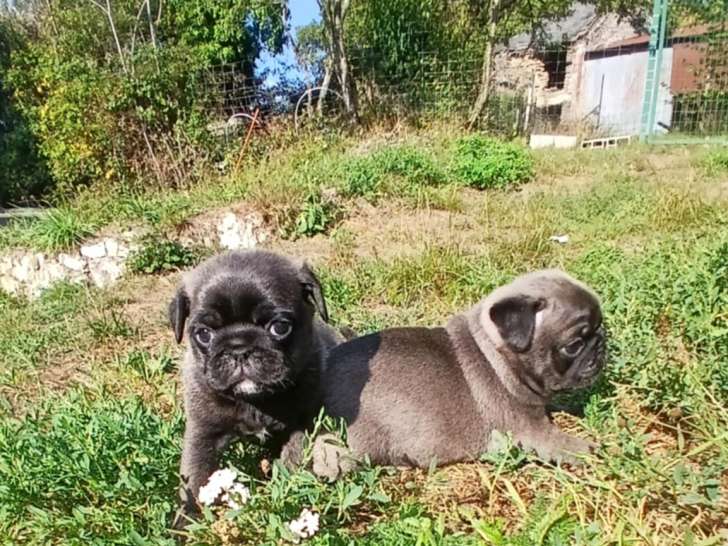 Chiot Carlin silver à vendre
