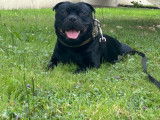 Mâle Staffordshire Bull Terrier disponible pour saillie