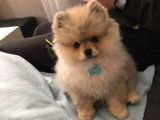 Mâle Spitz Nain disponible pour saillie