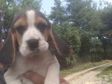 Un chiot femelle Beagle LOF disponible à la vente