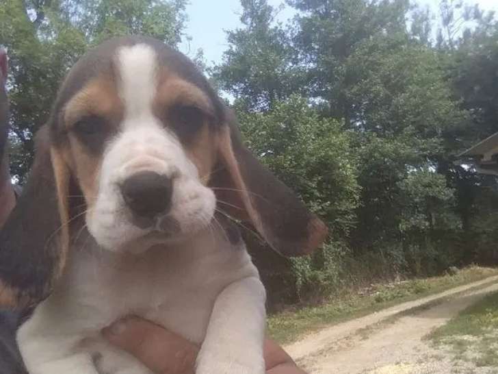 Un chiot femelle Beagle LOF disponible à la vente