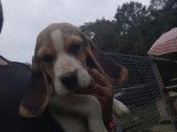Un chiot femelle Beagle LOF disponible à la vente