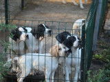 Des chiots Pointers Anglais LOF disponibles à la vente