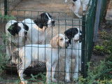 Des chiots Pointers Anglais LOF disponibles à la vente