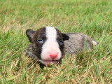 4 chiots Miniatures Bull Terriers Miniature LOF bringés à réserver
