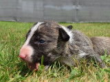 4 chiots Miniatures Bull Terriers Miniature LOF bringés à réserver