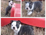 À réserver un chiot mâle Boston Terrier LOF