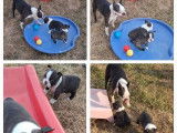 À réserver un chiot mâle Boston Terrier LOF