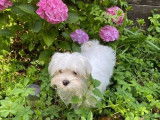 À vendre un chiot mâle Bichon Maltais LOF