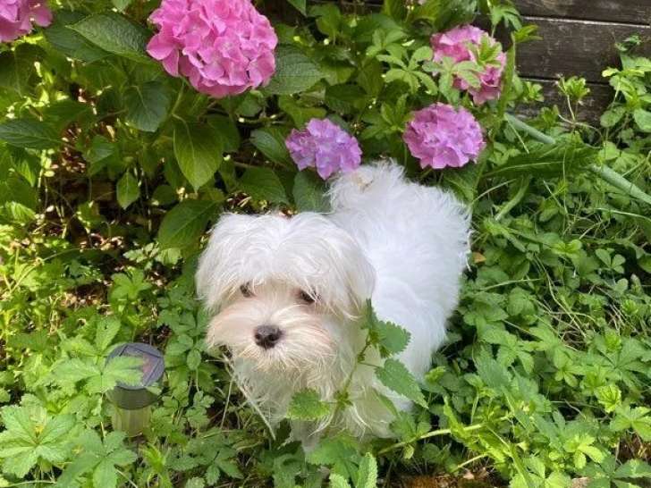 À vendre un chiot mâle Bichon Maltais LOF