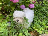 À vendre un chiot mâle Bichon Maltais LOF