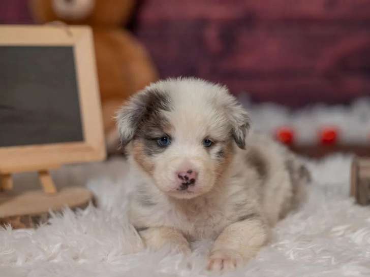 2 chiots mâles Bergers Australiens LOF à acheter
