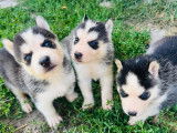 Chiots de type Husky Sibérien à vendre (5 femelles & 1 mâle)