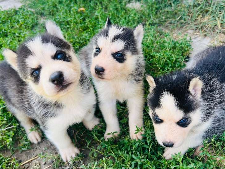 Chiots de type Husky Sibérien à vendre (5 femelles & 1 mâle)