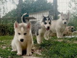 Chiots de type Husky Sibérien à vendre (5 femelles & 1 mâle)