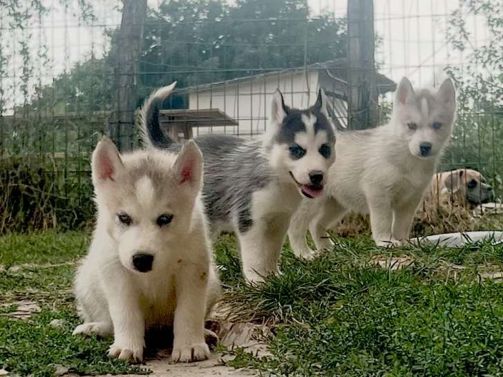 Chiots de type Husky Sibérien à vendre (5 femelles & 1 mâle)