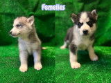 Chiots de type Husky Sibérien à vendre (5 femelles & 1 mâle)