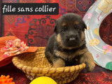 6 chiots Bergers Allemands disponibles à la réservation (LOF)