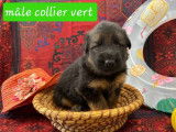 6 chiots Bergers Allemands disponibles à la réservation (LOF)