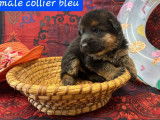 6 chiots Bergers Allemands disponibles à la réservation (LOF)