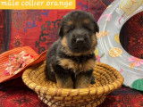6 chiots Bergers Allemands disponibles à la réservation (LOF)