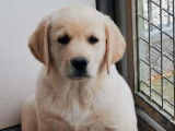 Disponible à l’achat un chiot mâle Labrador Retriever (LOF)