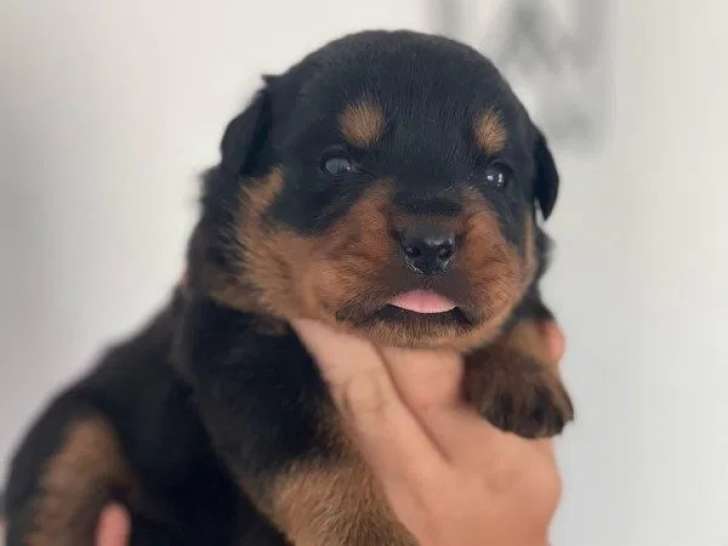 7 chiots Rottweilers LOF disponibles à la réservation