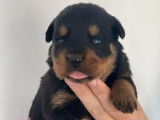 7 chiots Rottweilers LOF disponibles à la réservation