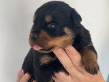7 chiots Rottweilers LOF disponibles à la réservation