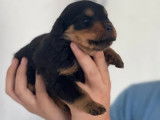 7 chiots Rottweilers LOF disponibles à la réservation