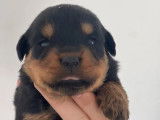 7 chiots Rottweilers LOF disponibles à la réservation