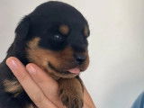 7 chiots Rottweilers LOF disponibles à la réservation