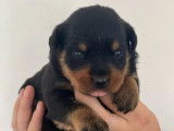 7 chiots Rottweilers LOF disponibles à la réservation