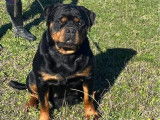 7 chiots Rottweilers LOF disponibles à la réservation