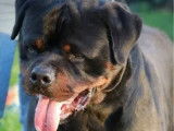 7 chiots Rottweilers LOF disponibles à la réservation