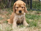 5 chiots Cockers Anglais LOF disponibles à la réservation