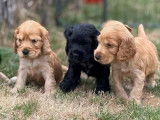 5 chiots Cockers Anglais LOF disponibles à la réservation