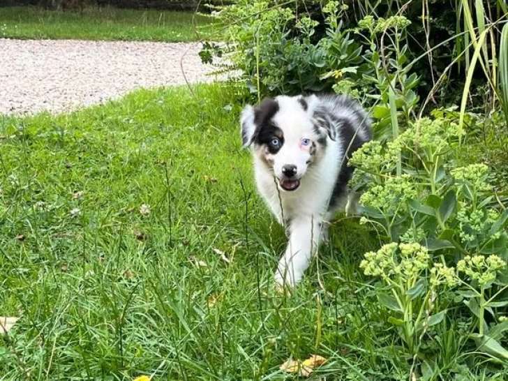 Un chiot mâle Berger Australien bleu merle à vendre (LOF)