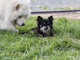 À vendre un chien Chihuahua LOF de 4 ans noir et tan