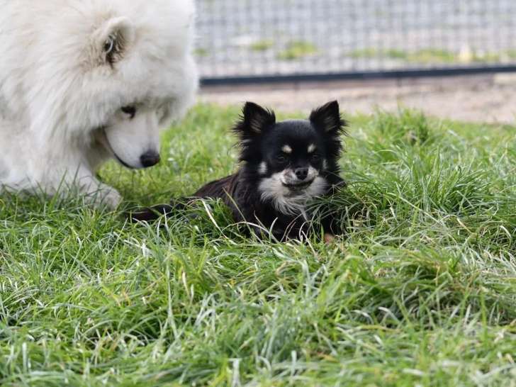 À vendre un chien Chihuahua LOF de 4 ans noir et tan