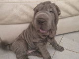 4 chiots Shar-Peï LOF à vendre