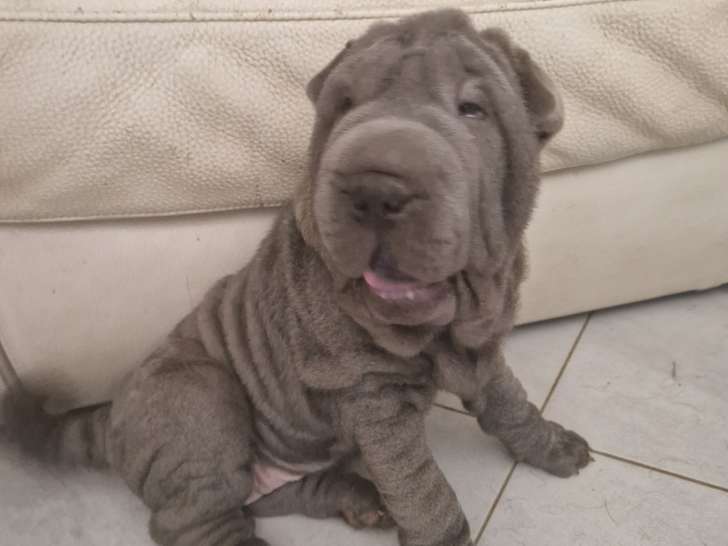 4 chiots Shar-Peï LOF à vendre