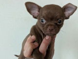 Chiots Chihuahua à vendre